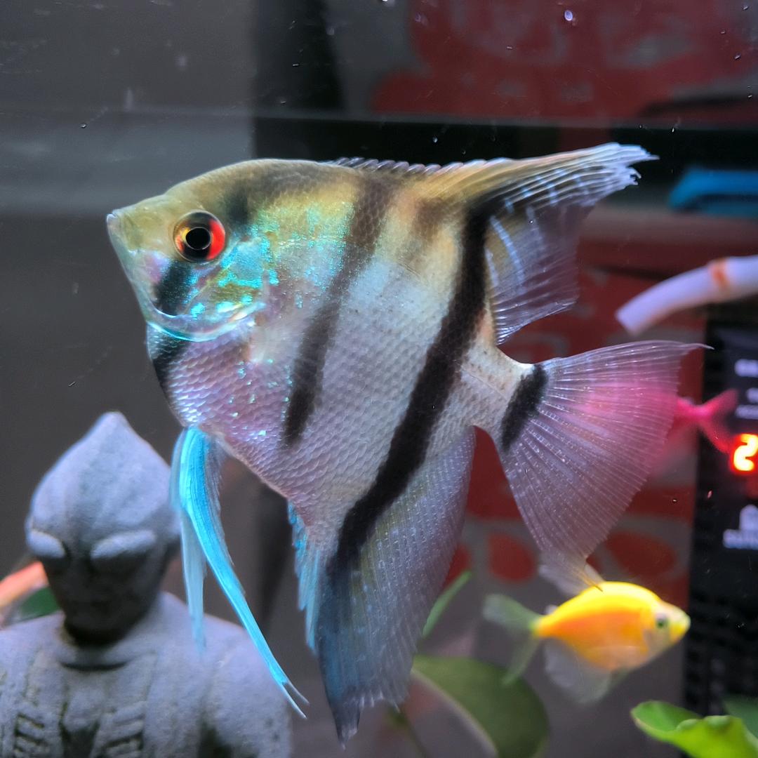 爱养鱼的双鱼座