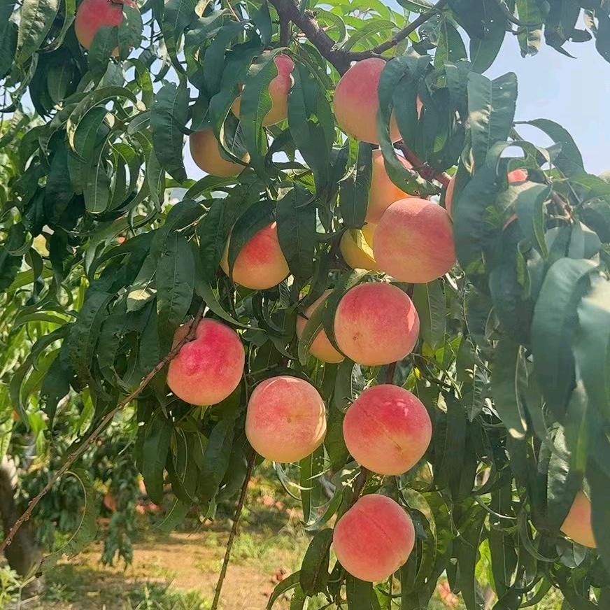 山东林茂果树种植有限公司