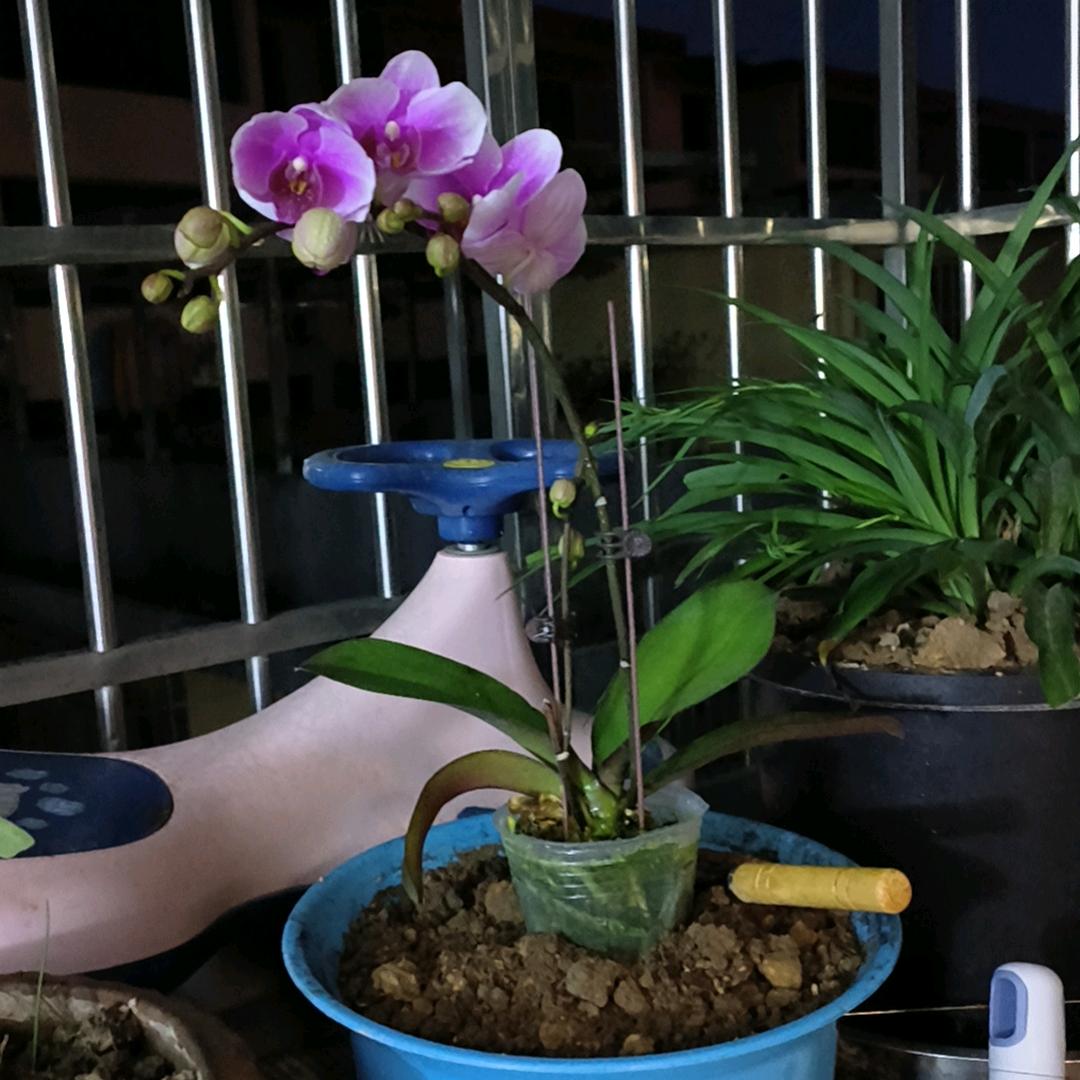 红苹果