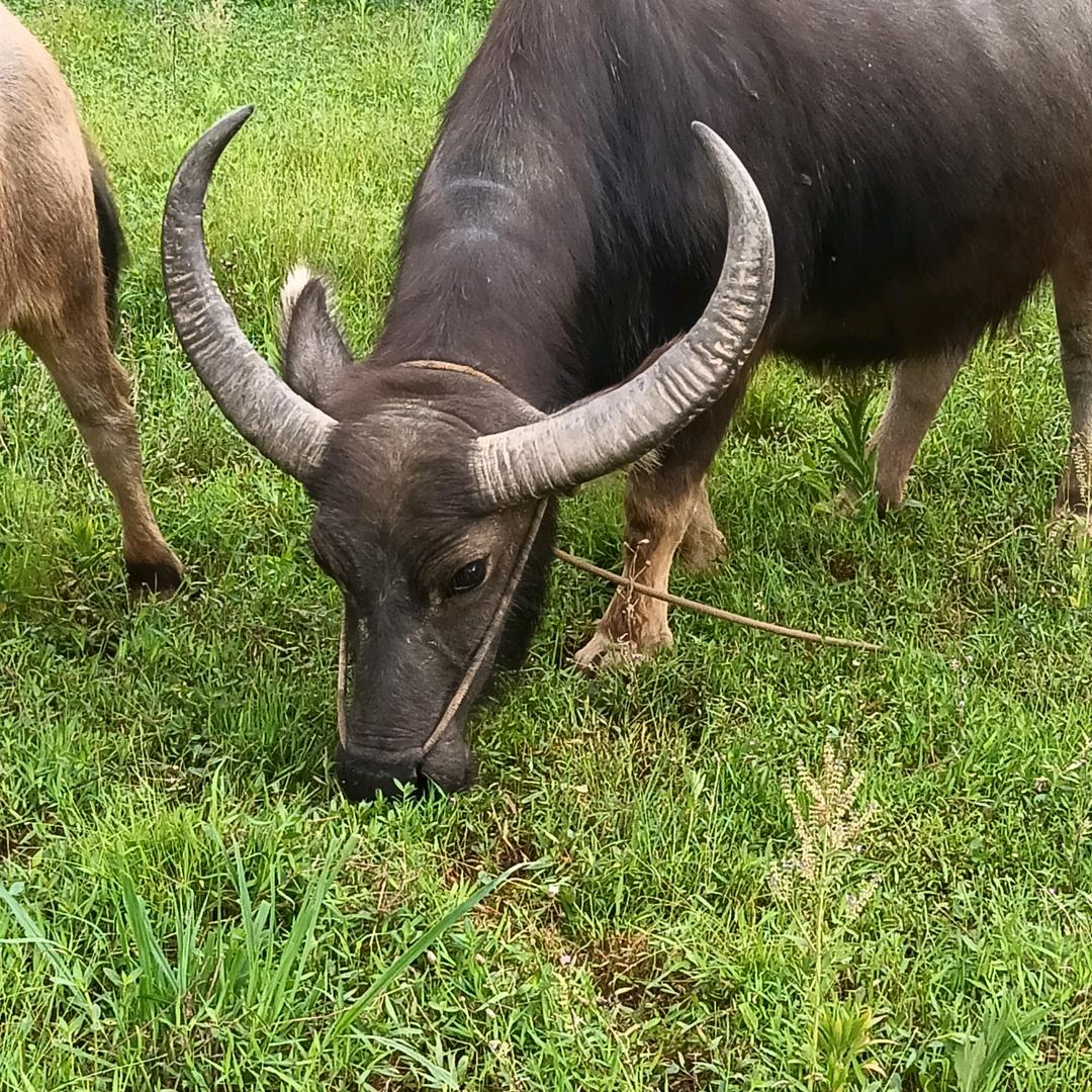 🐮🐮刘气冲天*……*