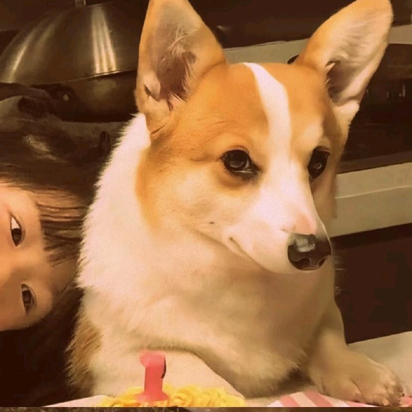 不是菜包