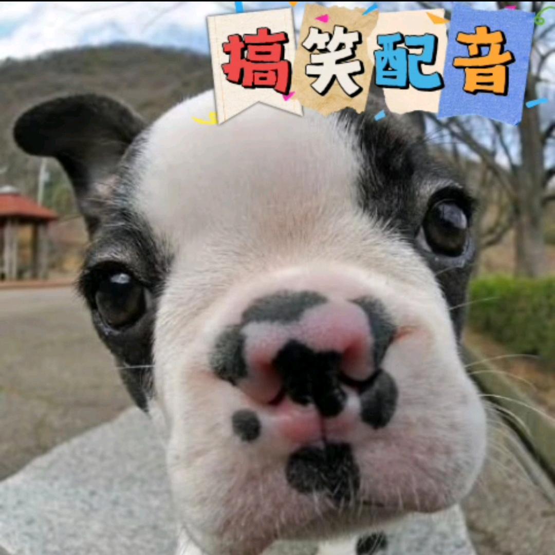 清欢浪味仙搞笑配音