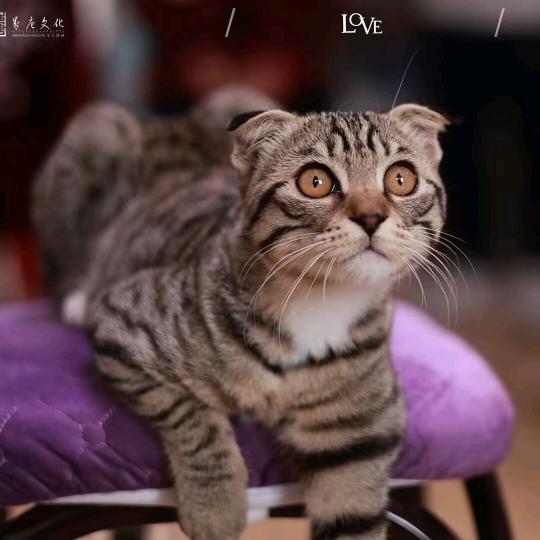 玩影子的小猫