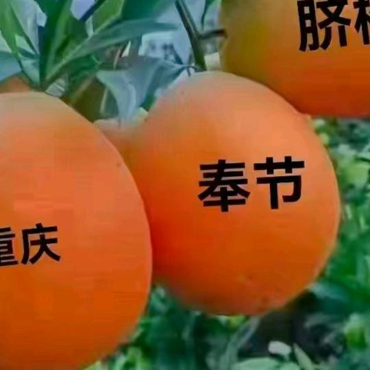 宝已甩了我