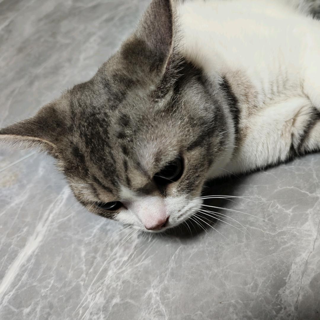 不吃菠菜