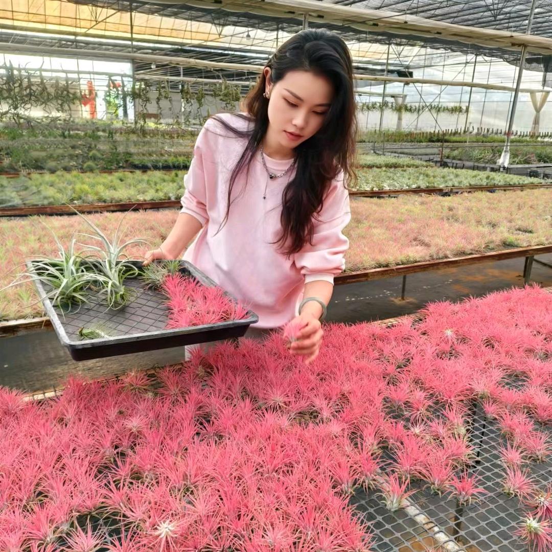 彩云南兮