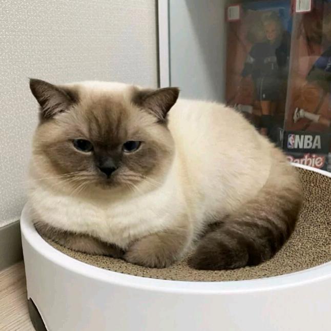 子曰