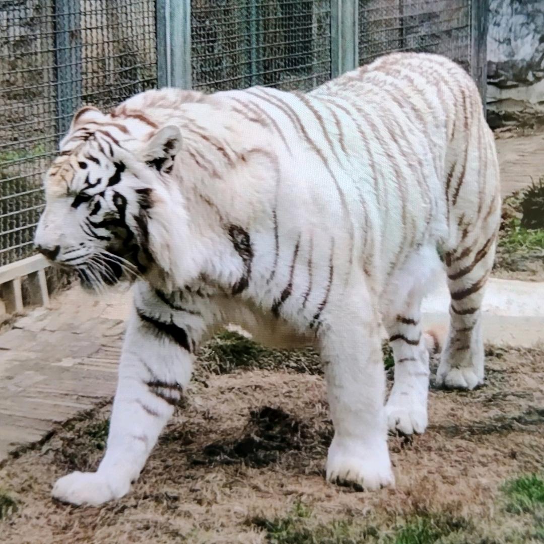 테리어