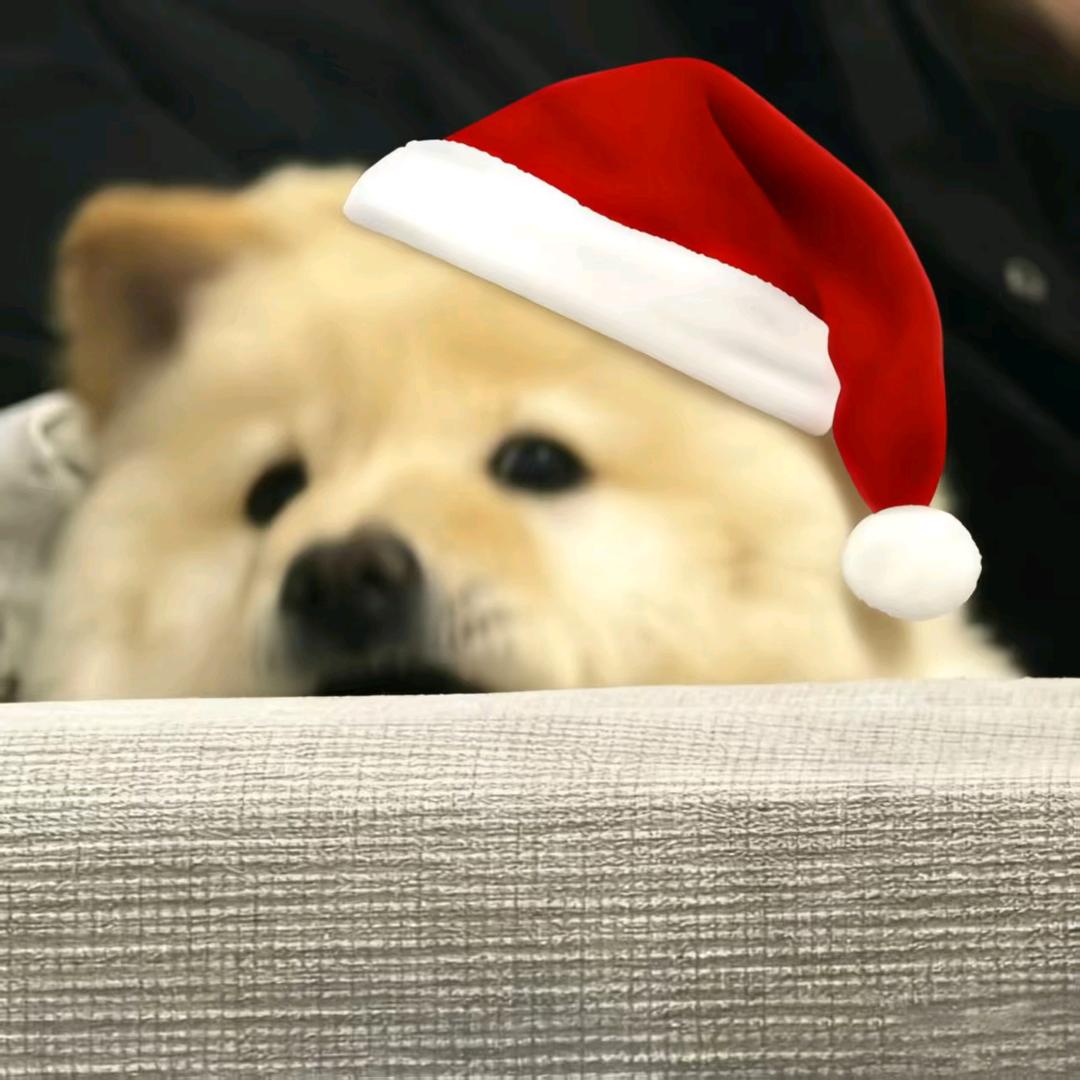 面包面包吃面包