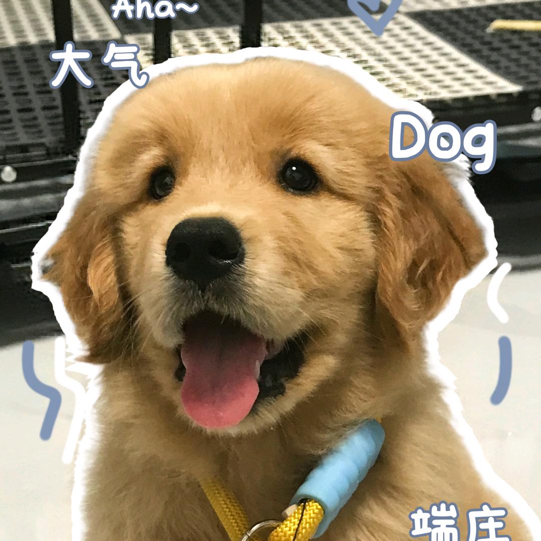 金豆🐾