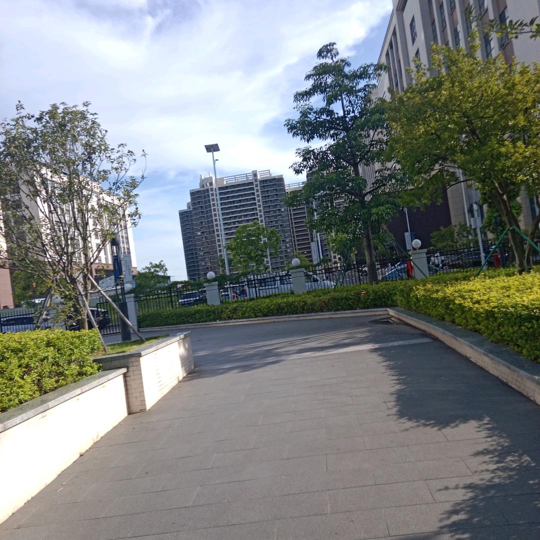 茶