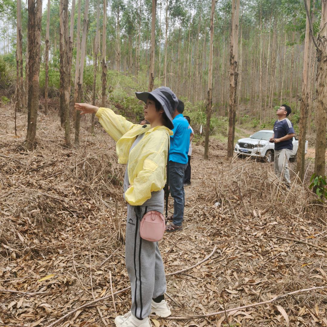 桉树问题罗姐帮