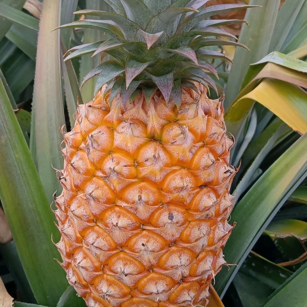 张润精选水果店热带水果