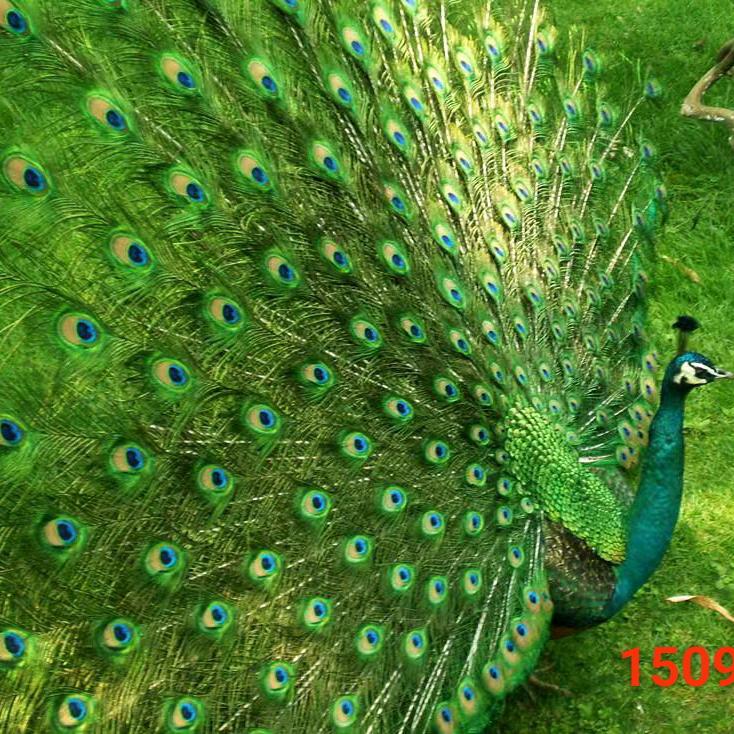 鄢陵凤舞孔雀园