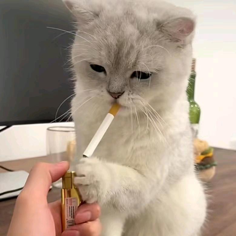 全劇終&✨不三不四的二✨
