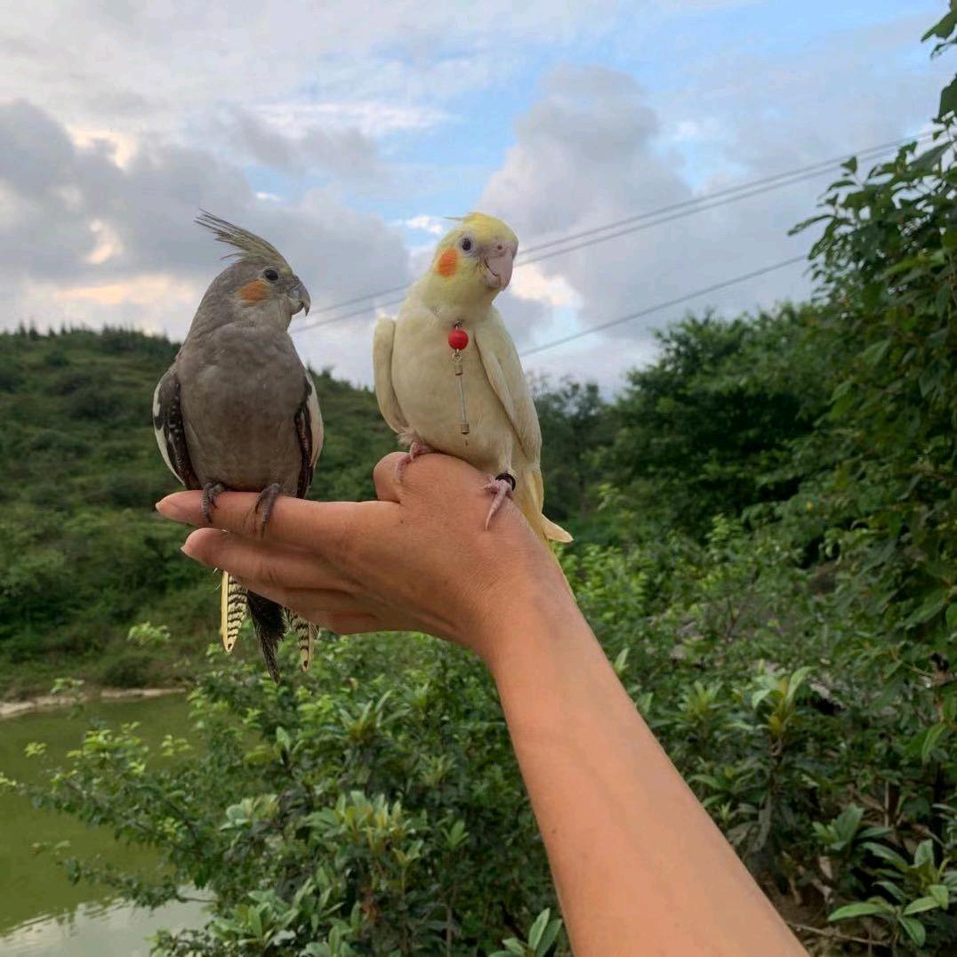 小颜鹦鹉鸟舍