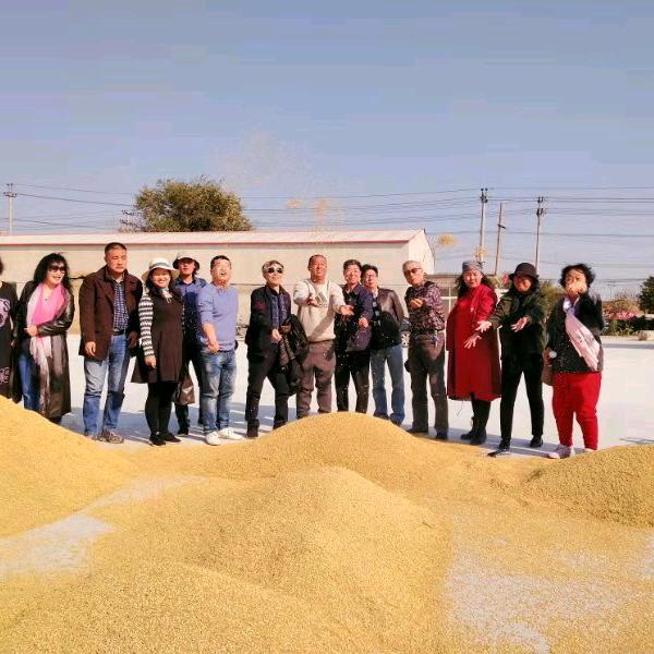 瑞景田源小站稻