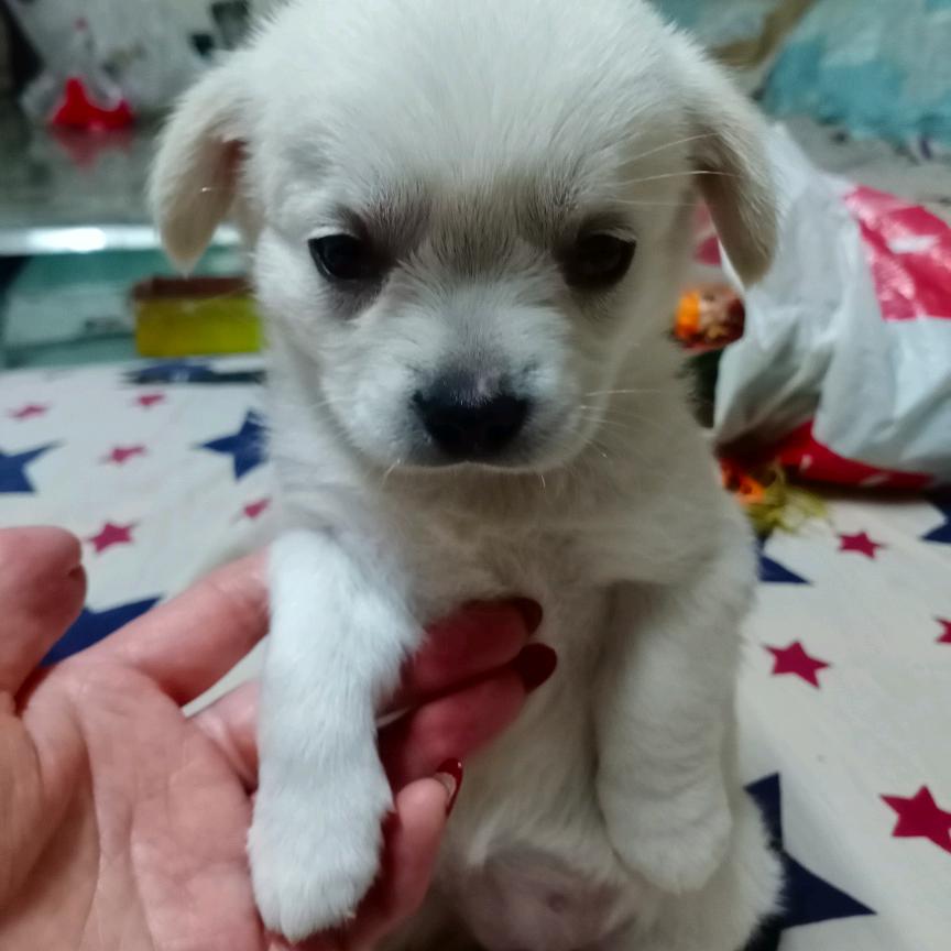 南小飞