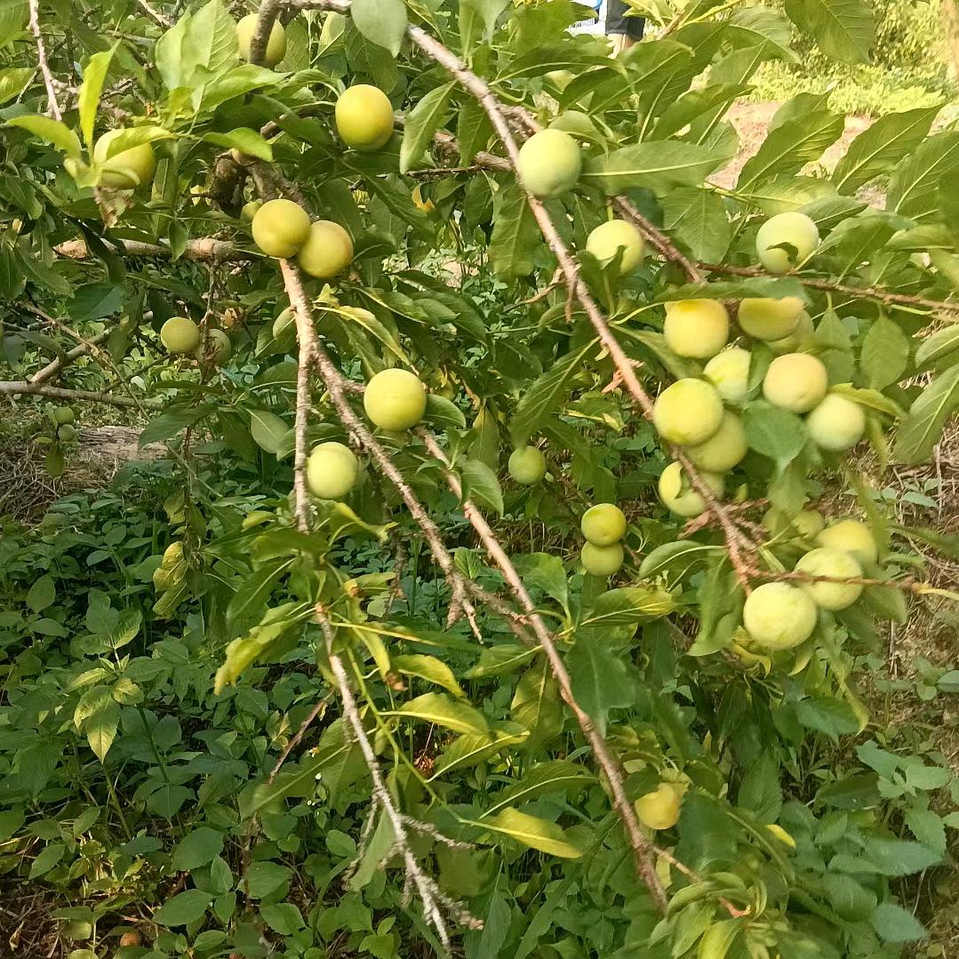 🍏知足🍒常乐🍓