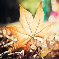 🍂落叶枫林
