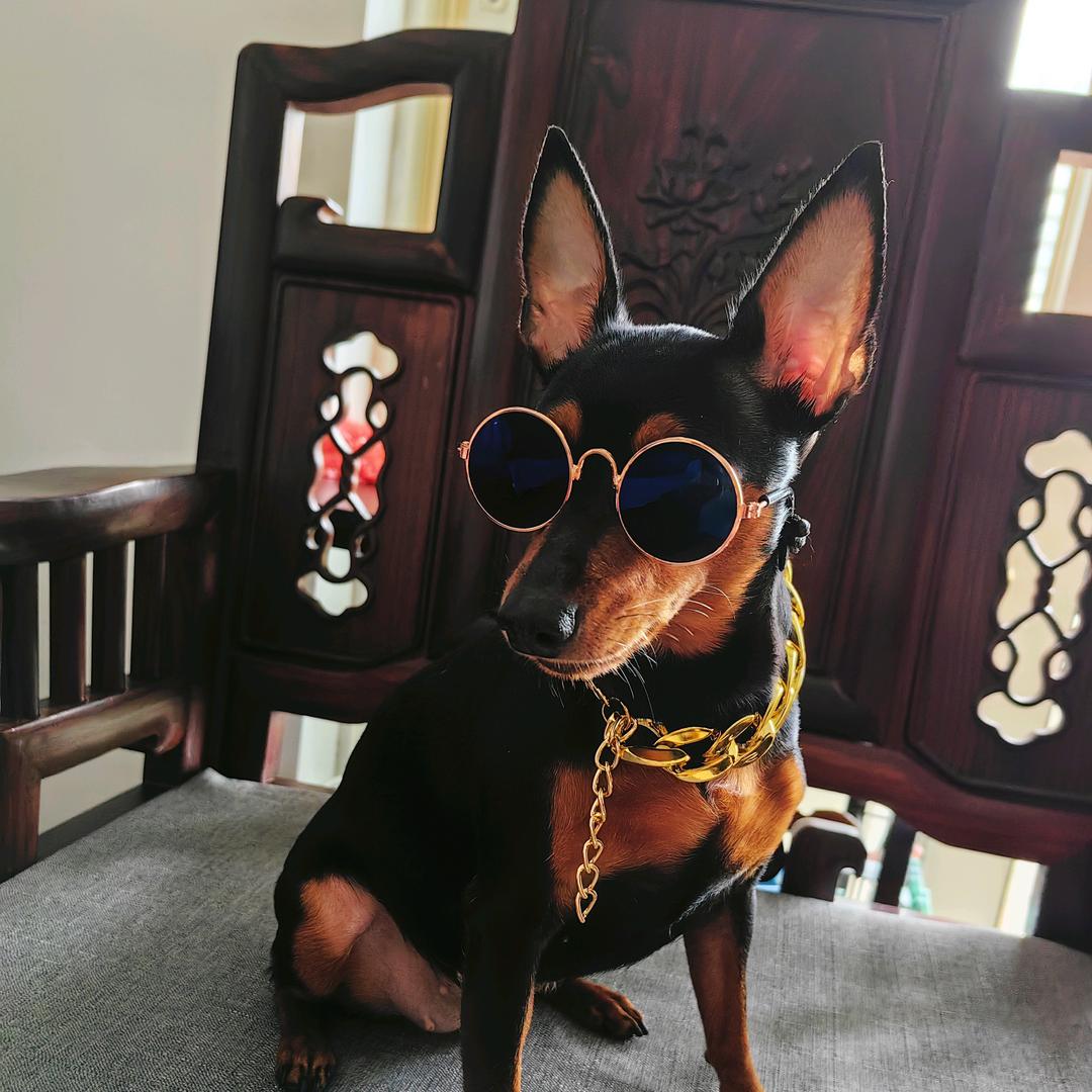 小鹿犬“黑悠悠”