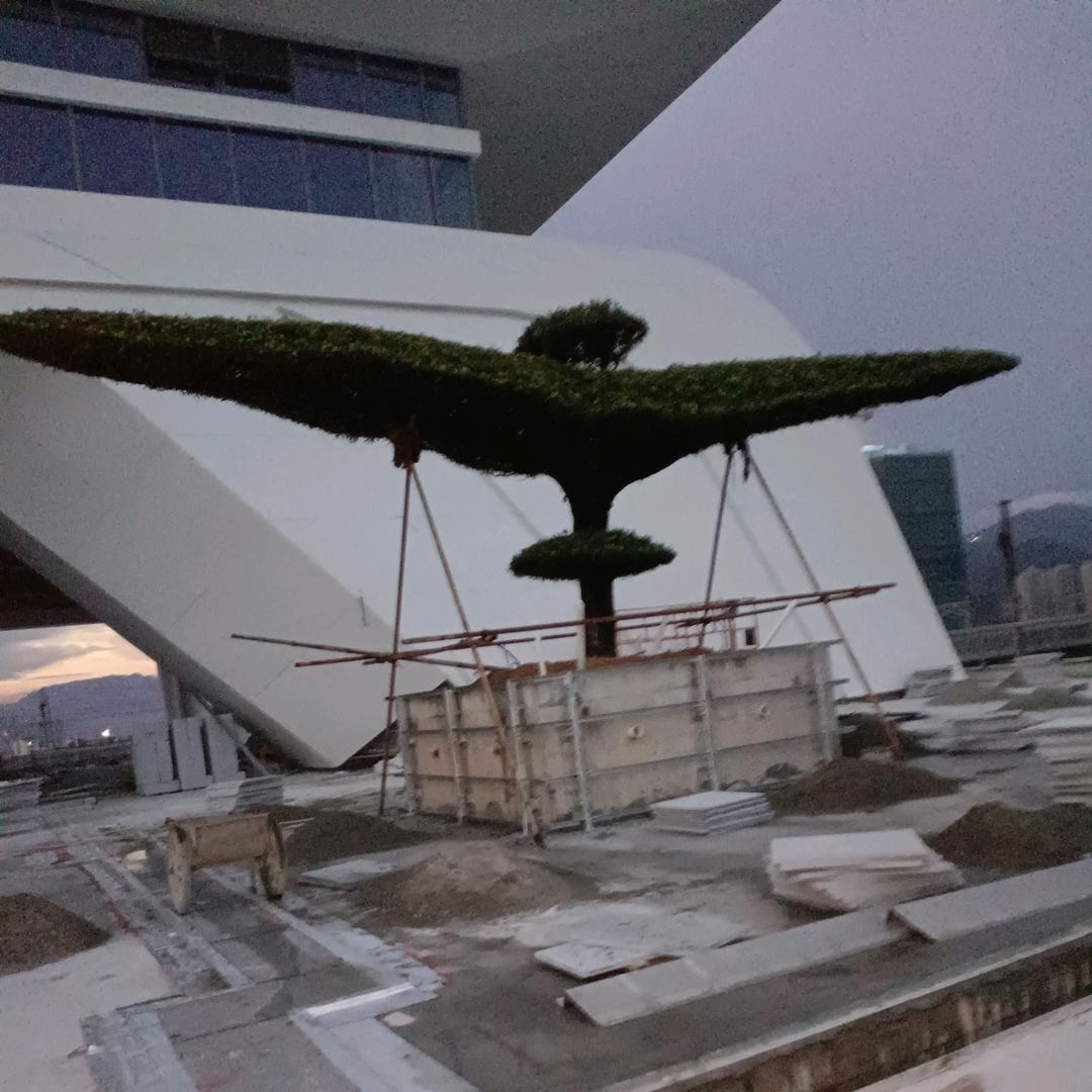 大鹰展翅，自由飞翔