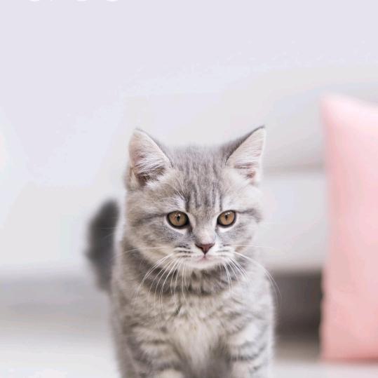 手机用户62422516453