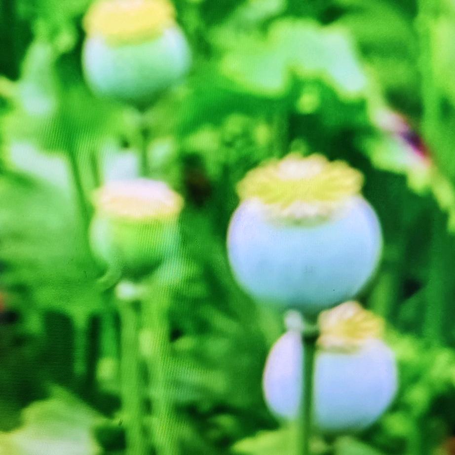 我家是农村158368