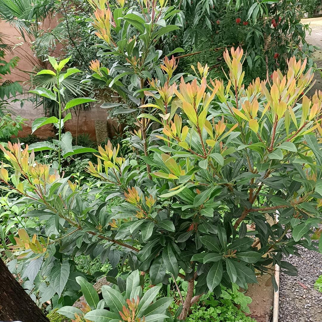 幸福