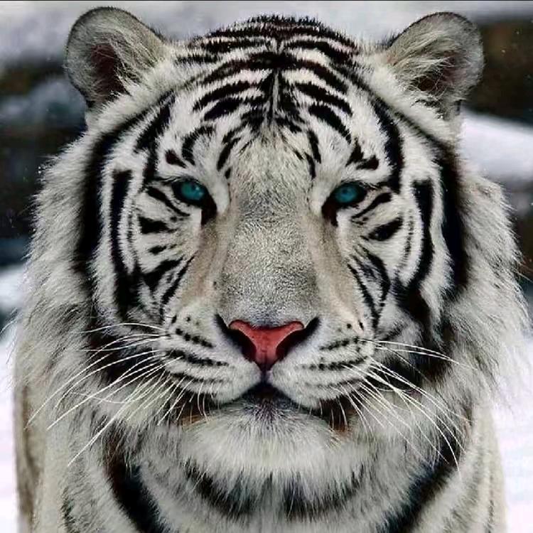 🐯gg