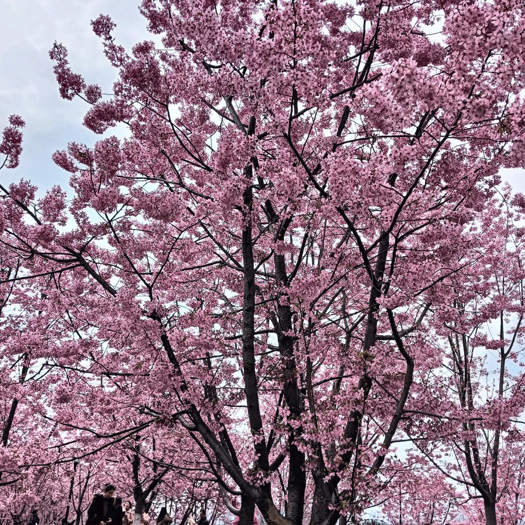 春暖花开