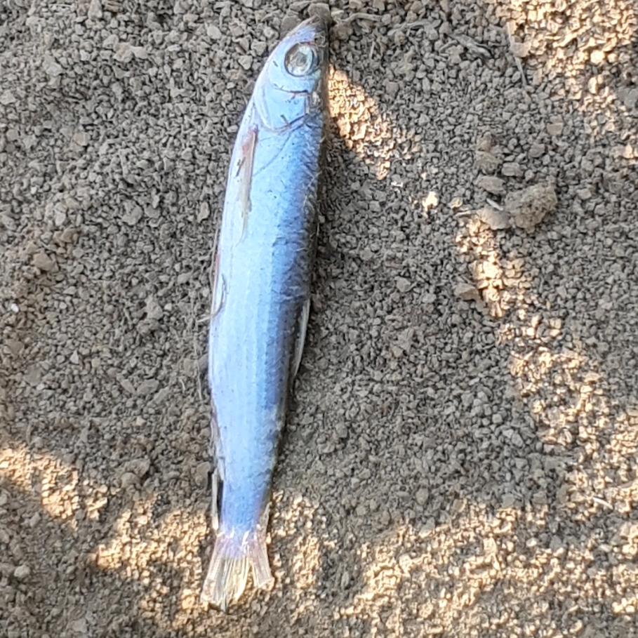小鱼干