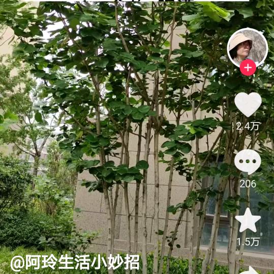 小英子666
