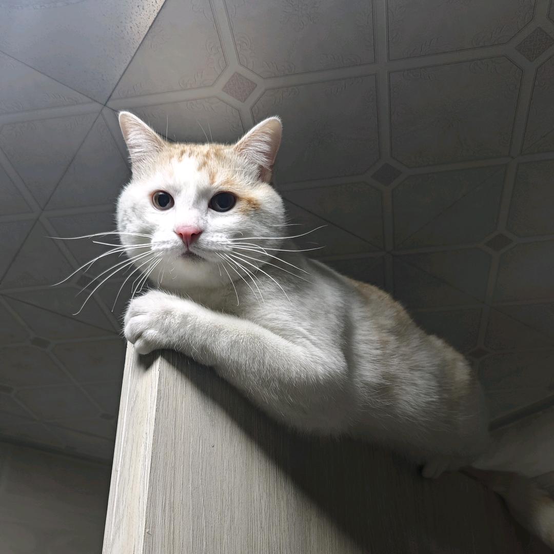 艾佳