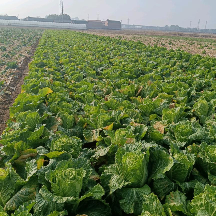 执笔画鸿雁王学勇