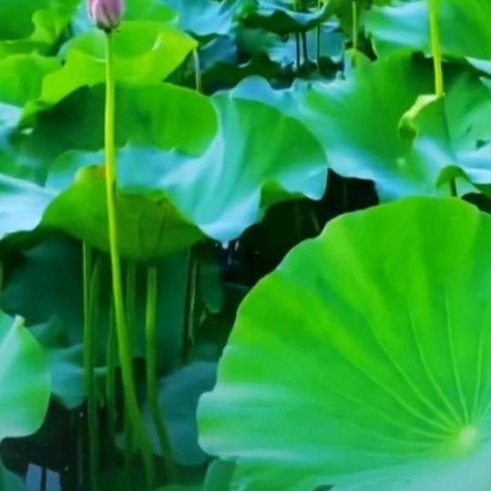 平安是福