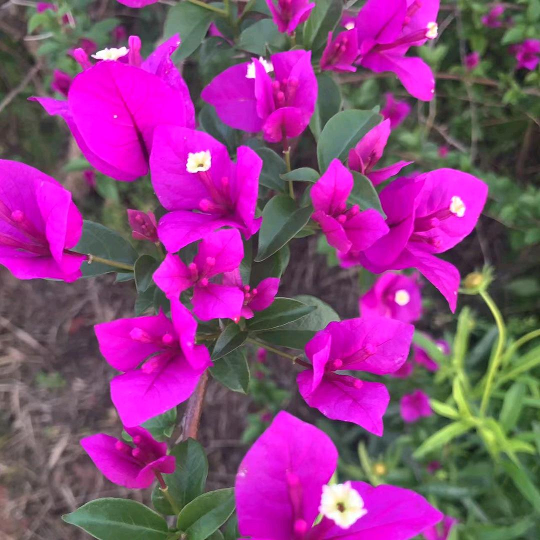 素简之影💖ྀི❤️ྀི