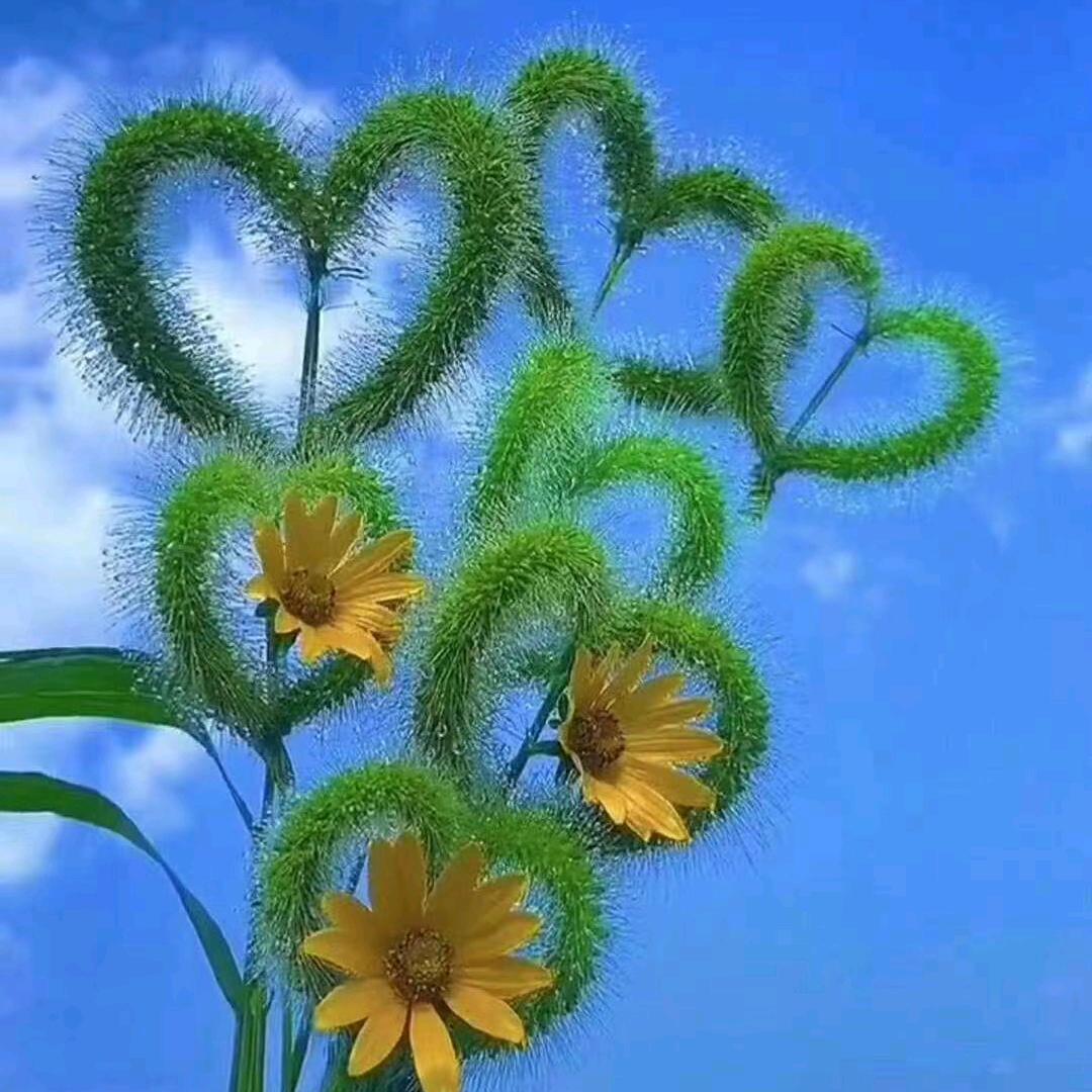 草草木木