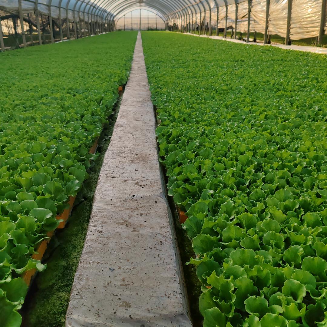 小余蔬菜育苗基地