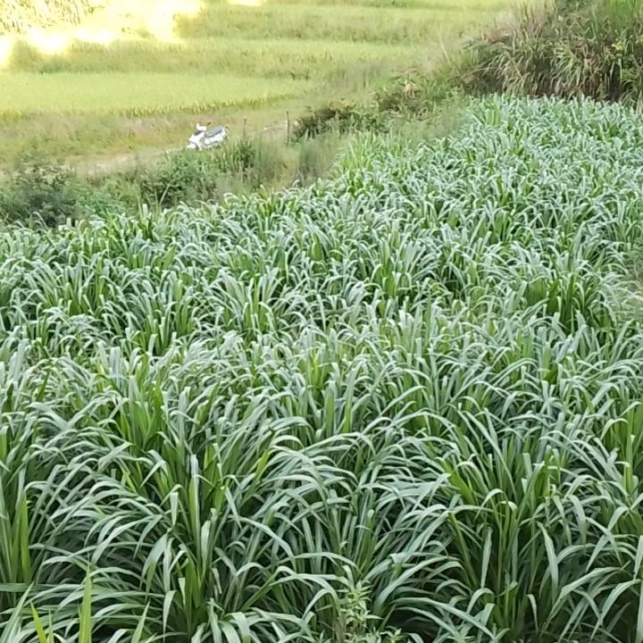 牧草阿庆
