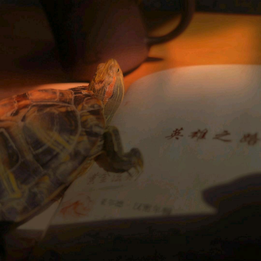 小龟读书