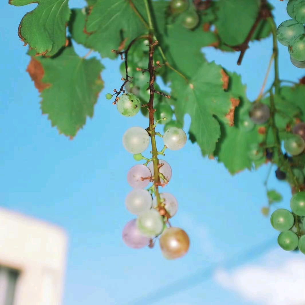 吃葡萄不吐葡萄皮