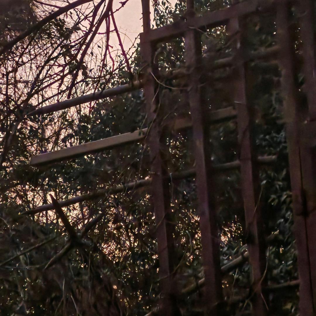 诺诺