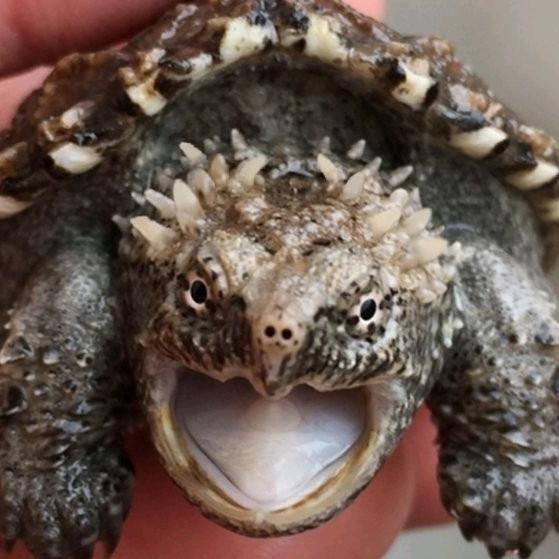 狂奔霸鳄