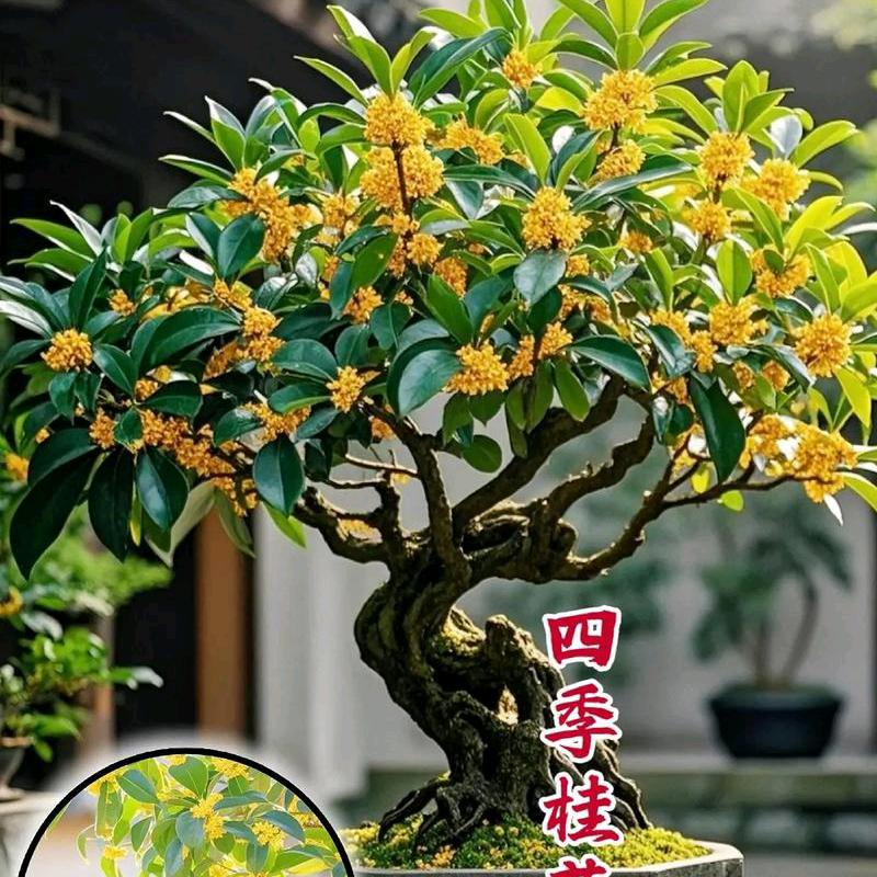 云朵花卉绿植