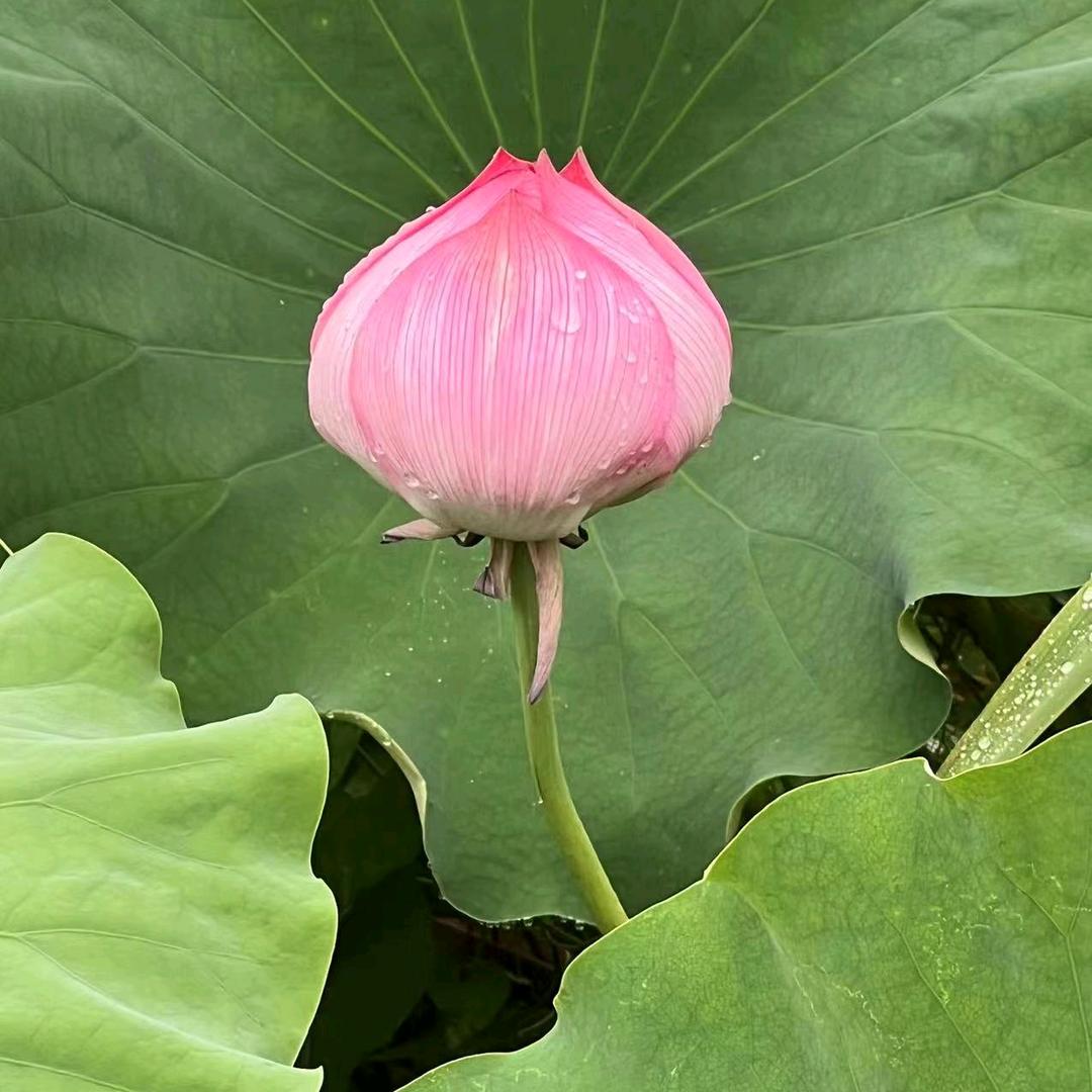 花🌸婕