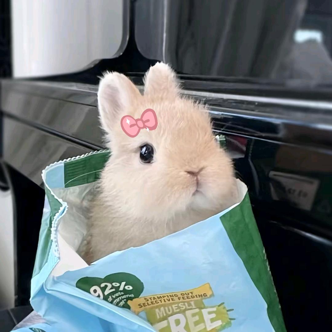 清蒸兔兔