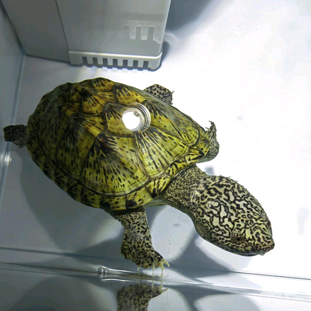 🐉龙龟🐢