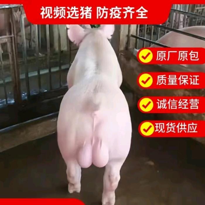 诚信牧业养猪场