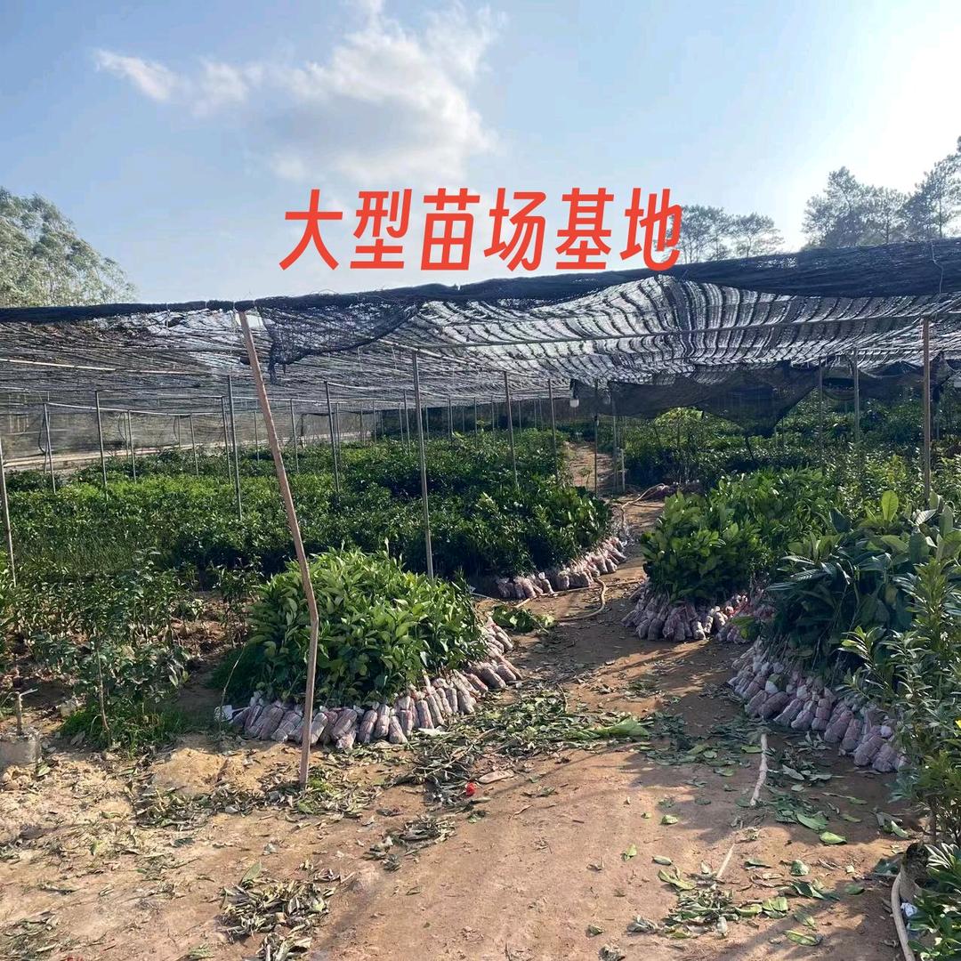 卡丝伯果树苗木旗舰店